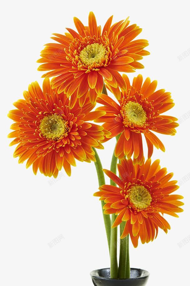 橙色非洲菊花束png免抠素材_新图网 https://ixintu.com 实物 插花 春天 橙色非洲菊 花朵 花束 菊花图案 菊花花束 非洲菊 高清图片 鲜花