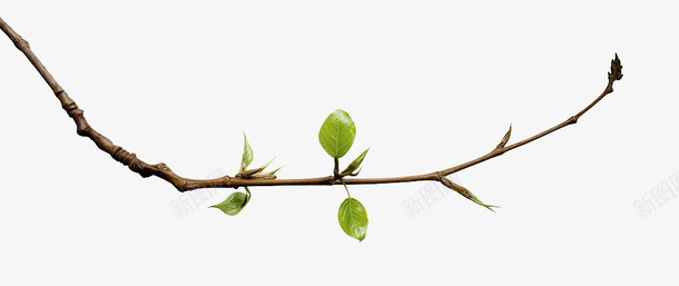 细树枝嫩绿枝芽png免抠素材_新图网 https://ixintu.com 发嫩绿枝芽 春天 枝芽 树枝 细树枝发芽 绿色 绿芽