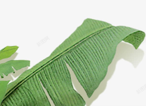 春天绿色植物大叶子png免抠素材_新图网 https://ixintu.com 叶子 春天 绿色植物