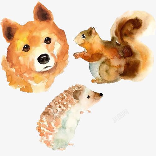 水彩各种小动物水彩图psd免抠素材_新图网 https://ixintu.com 刺猬 松鼠 柴犬头像 水彩画