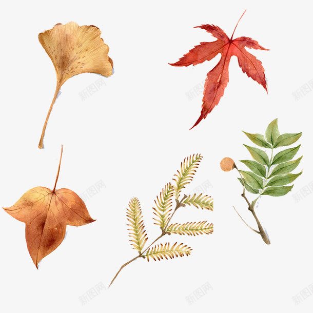 三角枫水杉植物图png免抠素材_新图网 https://ixintu.com 三角枫 无患子 树叶 水彩 水杉 银杏 鸡爪槭
