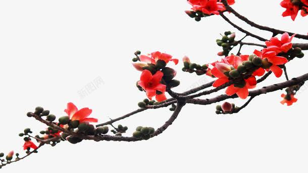 树枝上的木棉花png免抠素材_新图网 https://ixintu.com 摄影 木棉树 木棉花 木棉花树 枝头 树木 树枝 植物 红色 自然 花卉 花朵