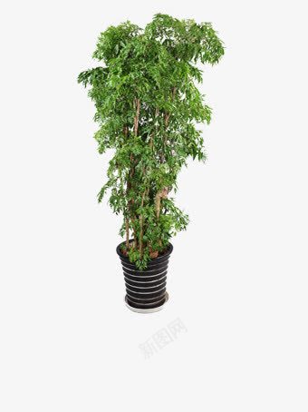 家居植物png免抠素材_新图网 https://ixintu.com 办公室盆景 树叶 盆栽 绿叶 绿色植物