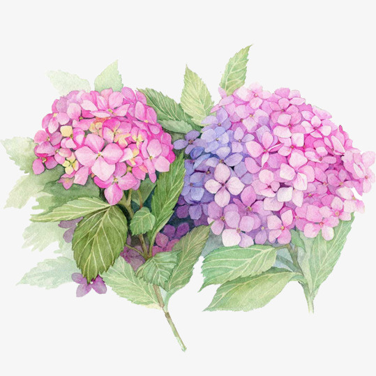 手绘绣球花png免抠素材_新图网 https://ixintu.com 一条心 团团簇簇 团结一致 娇小 粉色花瓣 红色绣球花 绣球花 高雅