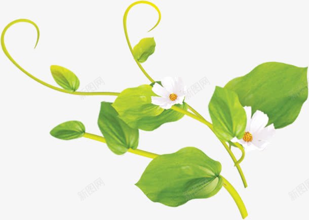 绿色开花藤蔓png免抠素材_新图网 https://ixintu.com 开花 绿色 藤蔓