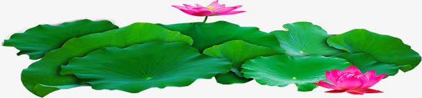 夏日池塘荷叶荷花png免抠素材_新图网 https://ixintu.com 夏日 池塘 竹子荷花荷叶满池塘 荷叶 荷花