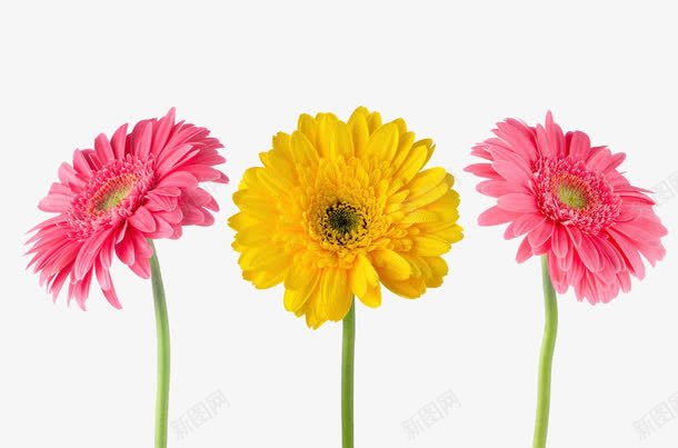 粉色和黄色菊花png免抠素材_新图网 https://ixintu.com 三朵菊花 实物 法国蜡菊 粉色 花朵 花瓣 花草摄影 菊花 菊花图案 菊花花束 非洲菊 鲜花 黄色