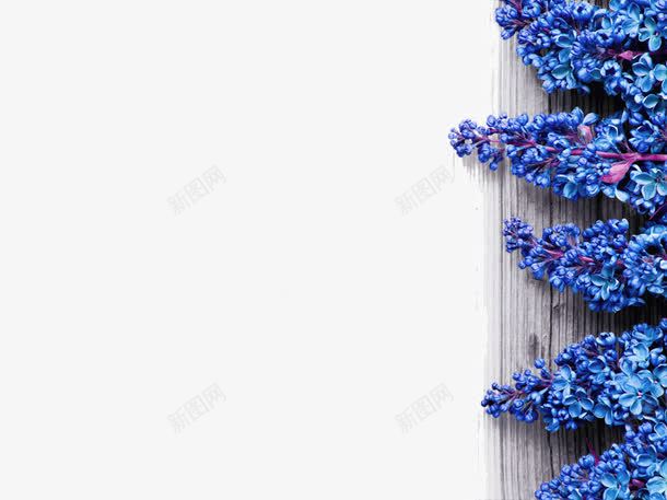 蓝色花蕾ppt模板png免抠素材_新图网 https://ixintu.com ppt ppt元素 ppt模板 背景 花蕾 蓝色