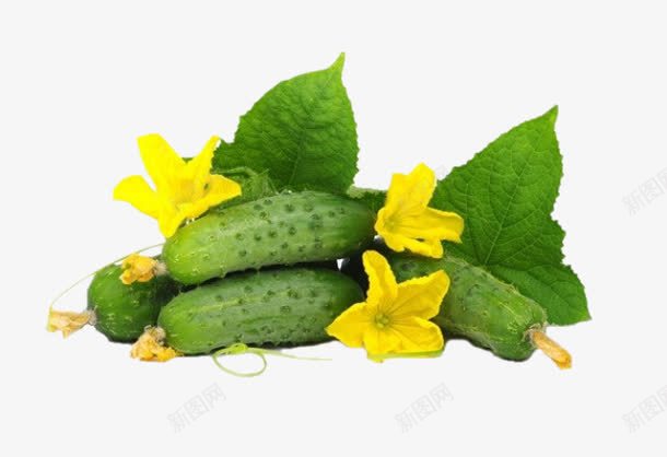 绿色俏皮美食黄瓜藤图png免抠素材_新图网 https://ixintu.com 健康食品 美食 黄瓜 黄瓜叶 黄瓜花 黄瓜藤