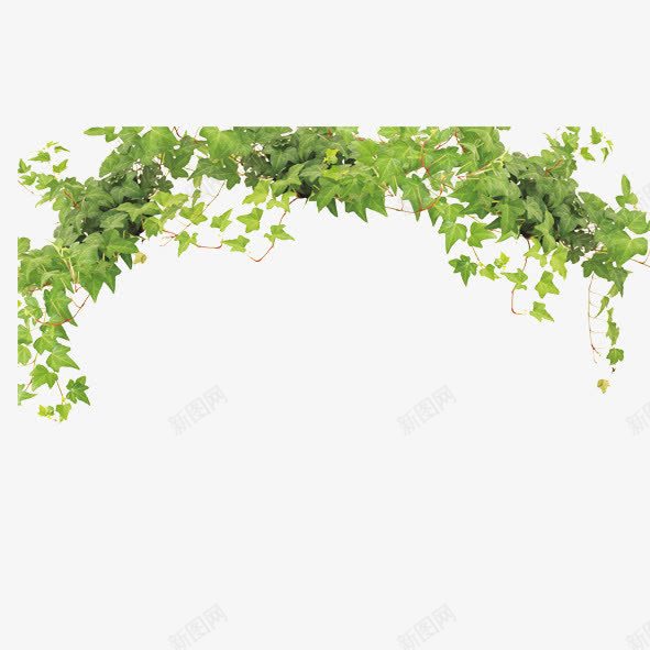 绿色爬山虎png免抠素材_新图网 https://ixintu.com 植物 爬山虎 绿色 藤蔓