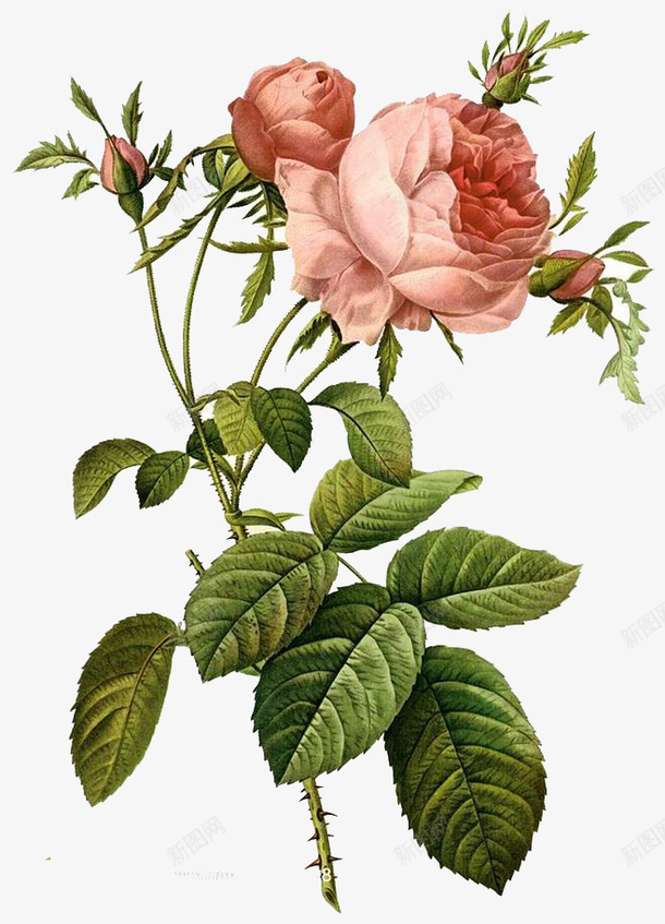 简约油画粉色花朵png免抠素材_新图网 https://ixintu.com 油画 简约 粉色 花朵