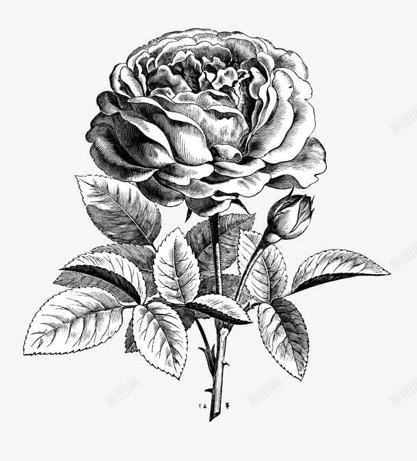手绘黑色线条玫瑰花图标png_新图网 https://ixintu.com 手绘 植物 玫瑰花 线描花矢量图 线条手绘 花卉 黑色