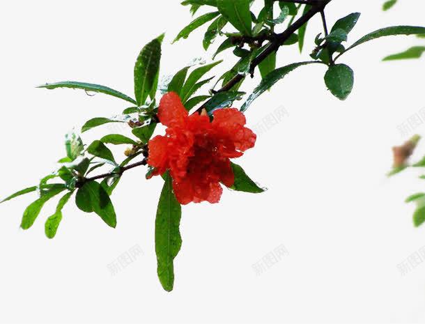 漂亮的石榴花片png免抠素材_新图网 https://ixintu.com 石榴图片 绿色植物 背景图片石榴花 装饰图片石榴花