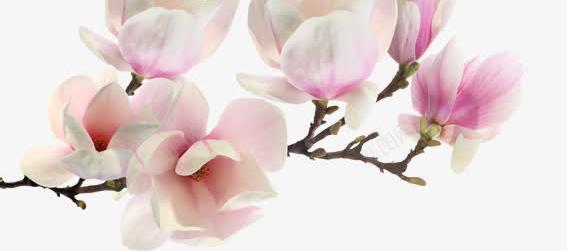 粉色桃花展架模板psd免抠素材_新图网 https://ixintu.com X展架设计 x展架 展架 展架模板 展架海报 桃花 海报素材 炫彩展架 粉色