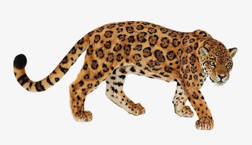猫科动物猛禽花纹豹png免抠素材_新图网 https://ixintu.com 动物 猛禽 猫科 花纹