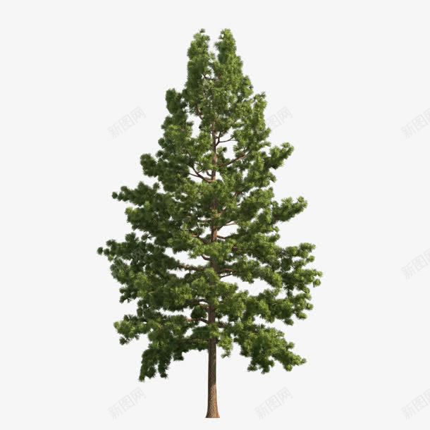 绿色绿叶树png免抠素材_新图网 https://ixintu.com 免抠png 春天 树 植树节 植物 绿色