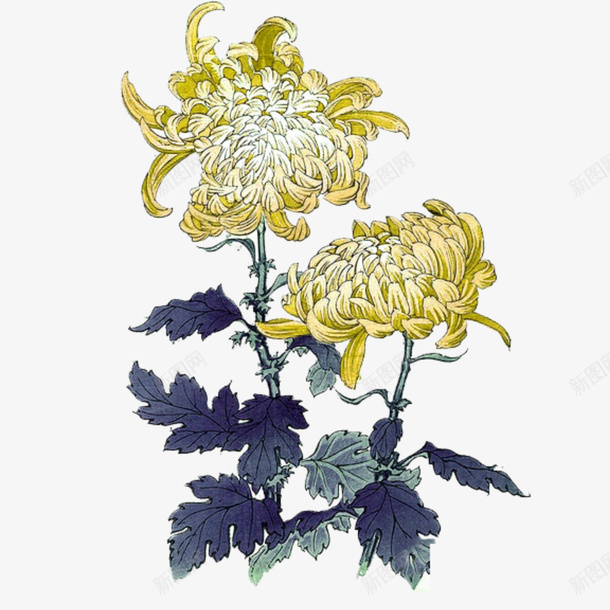 重阳节黄色菊花朵装饰免png免抠素材_新图网 https://ixintu.com 300像素 PNG透明底 背景 装饰 重阳节 重阳节黄色菊花朵装饰免下载 黄色菊花