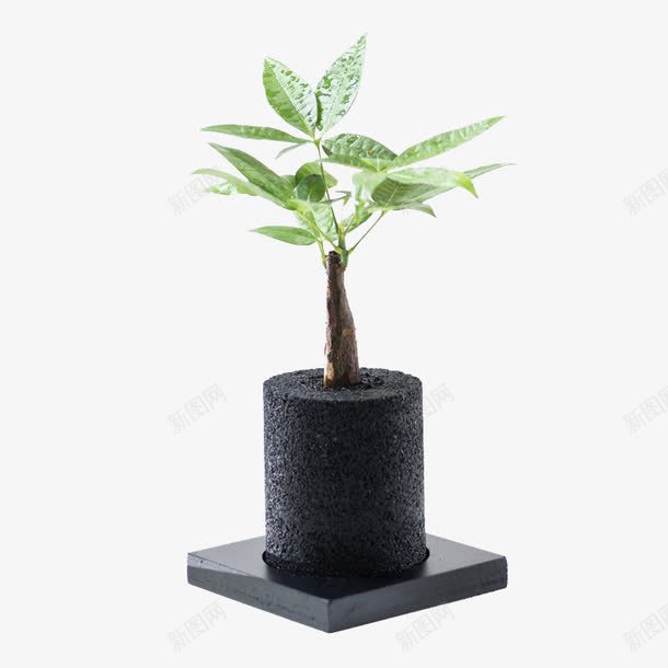发财树创意盆栽png免抠素材_新图网 https://ixintu.com 创意盆栽 发财树 软装素材 鹅掌钱 黑色花盆