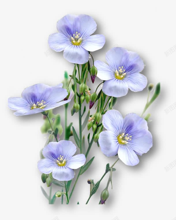 亚麻籽花png免抠素材_新图网 https://ixintu.com PNG格式 一束亚麻籽花 亚麻籽花 亚麻籽花叶相间 花朵特写