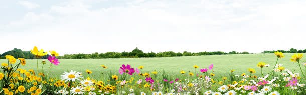 简约大气田园海报背景jpg设计背景_新图网 https://ixintu.com 天猫背景 广告背景 海报背景 淘宝背景 绿色背景 花卉背景 花园背景 花朵背景 鲜花背景