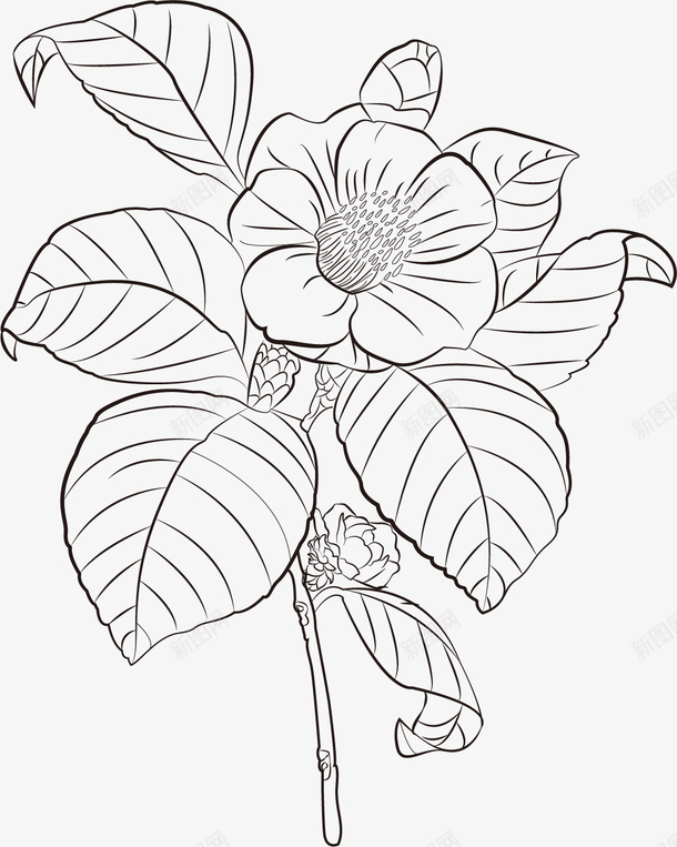 茶花花朵叶子黑白线描图png免抠素材_新图网 https://ixintu.com 叶子 叶子纹理 叶子线描 线描叶子 花朵 茶花 茶花手绘