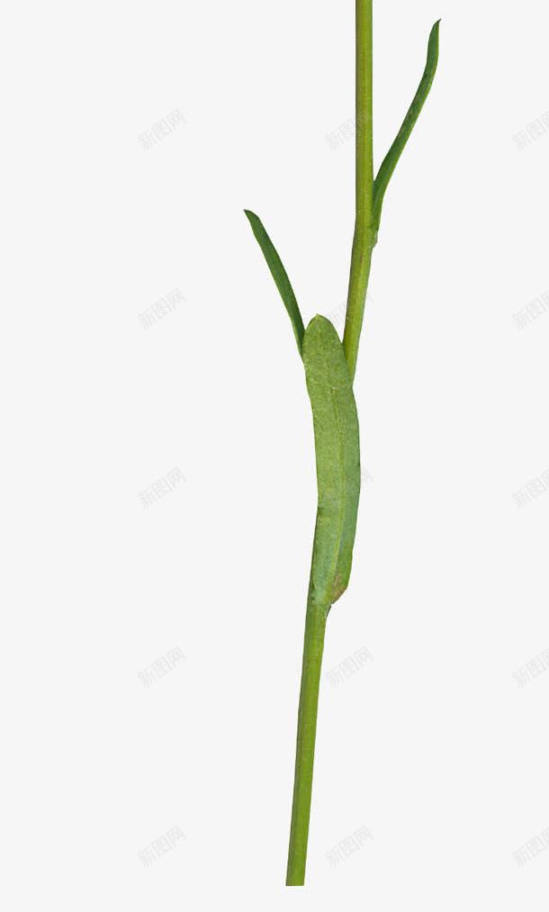 ps花草卡通png免抠素材_新图网 https://ixintu.com 创意花卉图片 唯美花草图片 水彩花卉 矢量花草 花卉图片 花草背景