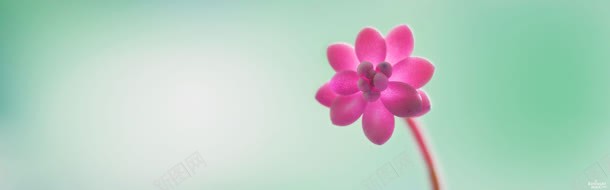 教育网站banner创意jpg设计背景_新图网 https://ixintu.com 宣传 招聘 教育 物流 科技 鲜花