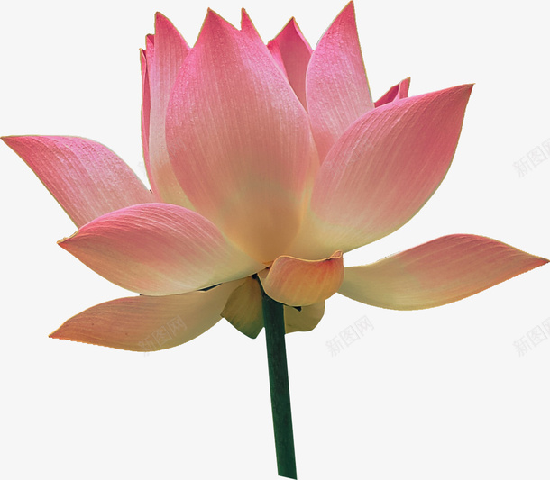 春天绿色荷花开花png免抠素材_新图网 https://ixintu.com 开花 春天 绿色 荷花