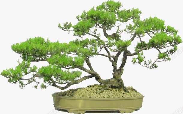 松树园林植物景观png免抠素材_新图网 https://ixintu.com 园林 景观 松树 植物 绿松树