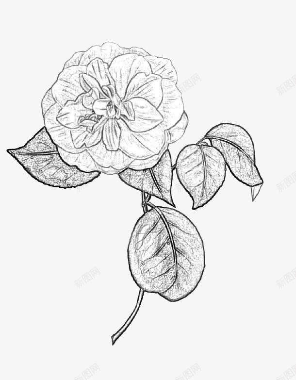 创意素描山茶花png免抠素材_新图网 https://ixintu.com 山茶花 色彩 花 花朵 鲜花