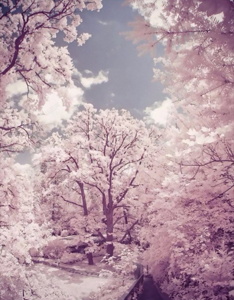 梦幻樱花天空H5背景jpg设计背景_新图网 https://ixintu.com H5 h5 唯美 天空 小清新 彩色 文艺 日本 梦幻 樱花 简约 风景