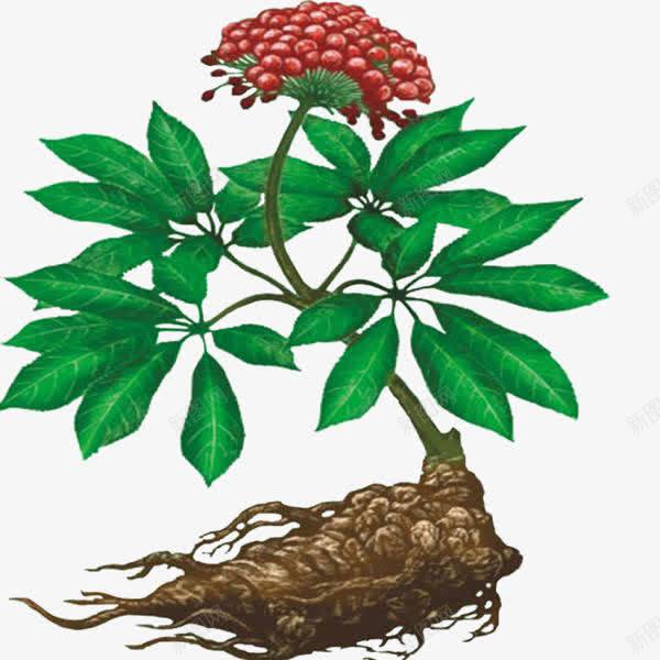 三七花手绘图png免抠素材_新图网 https://ixintu.com 三七花 中药 彩色 手绘