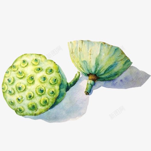 莲蓬水彩手绘画片png免抠素材_新图网 https://ixintu.com 手绘色彩 绿油油 绿色 莲蓬 食物