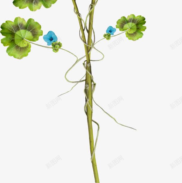 树叶底纹卡通树叶png免抠素材_新图网 https://ixintu.com 卡通树叶 工笔树叶 手绘树叶 树叶飘落图片 植物 绿色树叶图片 花朵 藤蔓