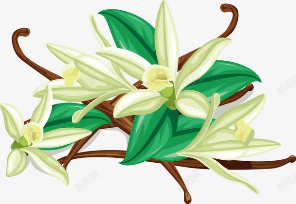 香草花psd免抠素材_新图网 https://ixintu.com 创意 叶片 墙纸 复古 水彩 漂亮的 背景 艺术设计 花朵 装饰