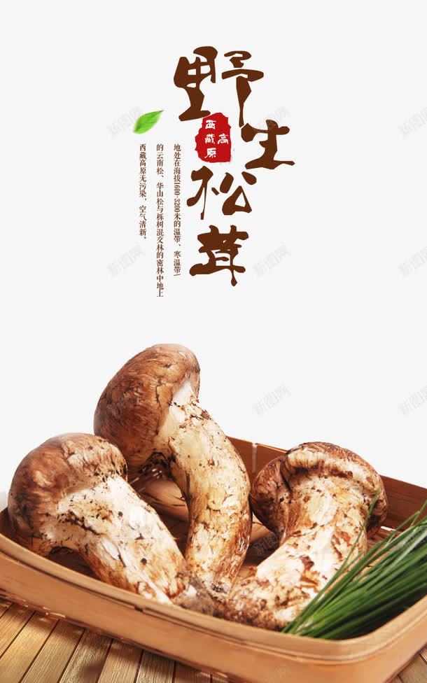 实物野生松茸png免抠素材_新图网 https://ixintu.com 云南 云南昆明 野生松茸 首图