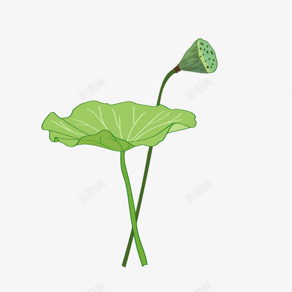 卡通端午节荷叶插画装饰图案png免抠素材_新图网 https://ixintu.com 卡通 立夏 端午节荷叶 简约 绿色 荷塘 荷花荷叶 露水