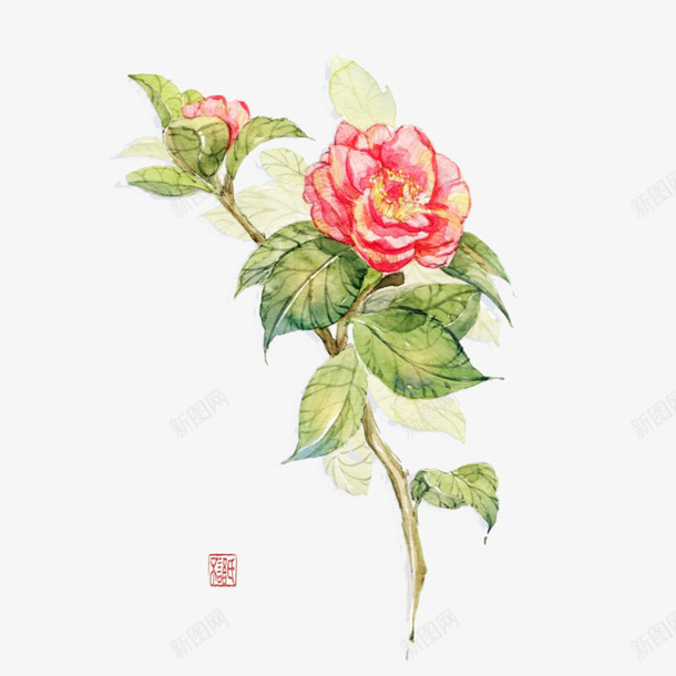 一枝唯美水彩中国风山茶花png免抠素材_新图网 https://ixintu.com 中国风 唯美 山茶花 水墨 水彩 红茶花 茶籽花 茶花