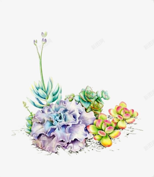 手绘植物psd免抠素材_新图网 https://ixintu.com 手绘多肉 手绘植物 水彩 水粉 逼真