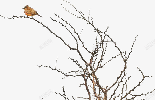 手绘可爱动物png免抠素材_新图网 https://ixintu.com 免扣png 动物 可爱 手绘 素材