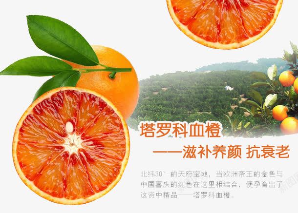 水果配果园背景png免抠素材_新图网 https://ixintu.com 果园背景 水果 水果详情页