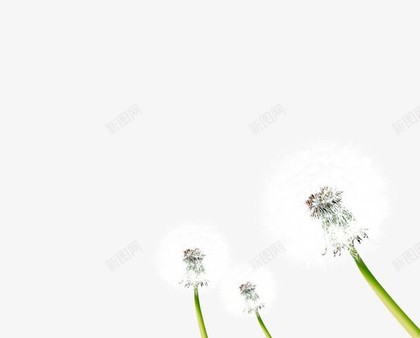 春天风景福字海报png免抠素材_新图网 https://ixintu.com 草地绿叶花朵福字蒲公英艺术字