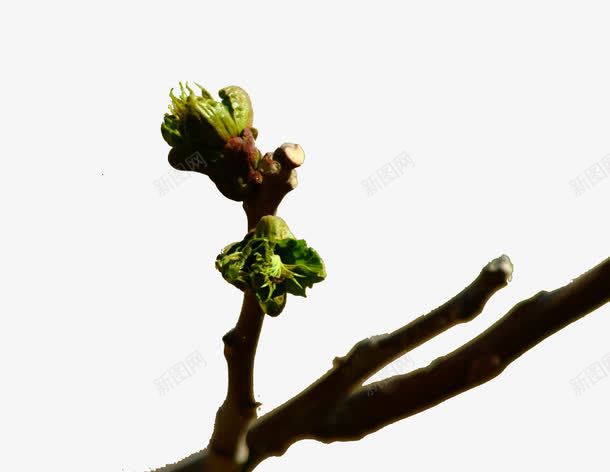 春天树枝发芽png免抠素材_新图网 https://ixintu.com 发芽 嫩芽 春天 春天发芽 枝芽 树枝 雨后发芽 雨后树枝