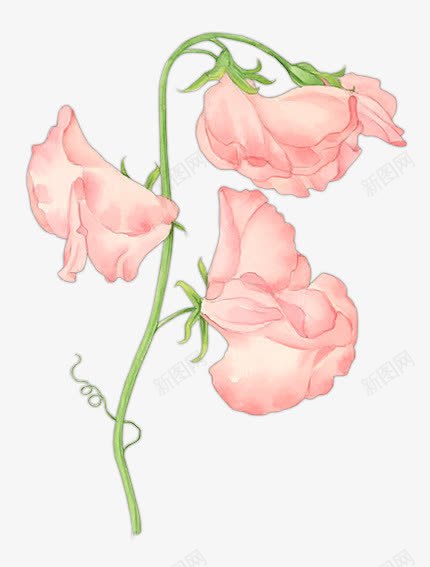 手绘水彩牡丹花花瓣png免抠素材_新图网 https://ixintu.com 手绘 水彩 牡丹花 花瓣