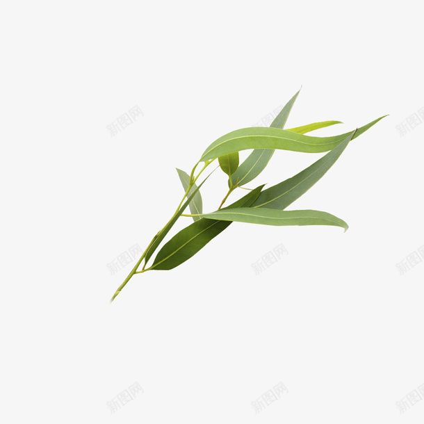 尤加利树叶png免抠素材_新图网 https://ixintu.com 尤加利树 桉叶 桉树 桉树叶