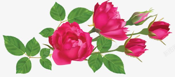 手绘月季花png免抠素材_新图网 https://ixintu.com 春天 月季花 枚红色 花朵