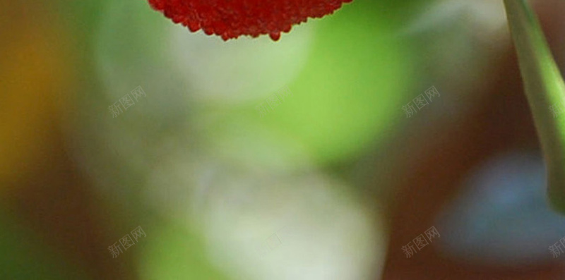 清新水果美食H5背景jpg设计背景_新图网 https://ixintu.com H5 h5 小清新 文艺 杨梅 水果 清新 简约 绿色 美食