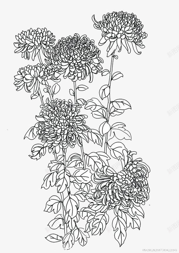 菊花黑白线描画png免抠素材_新图网 https://ixintu.com 植物花卉 母菊 素描菊花 线描 装饰画 黑白