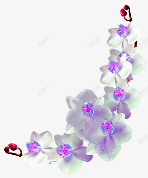 兰花png免抠素材_新图网 https://ixintu.com 七星瓢虫 三角梅 兰花 山楂 桃花 梅花 水仙花 牡丹 玫瑰 草地 菊花 葡萄 蓝莓 蝴蝶 蝴蝶兰 郁金香 雏菊