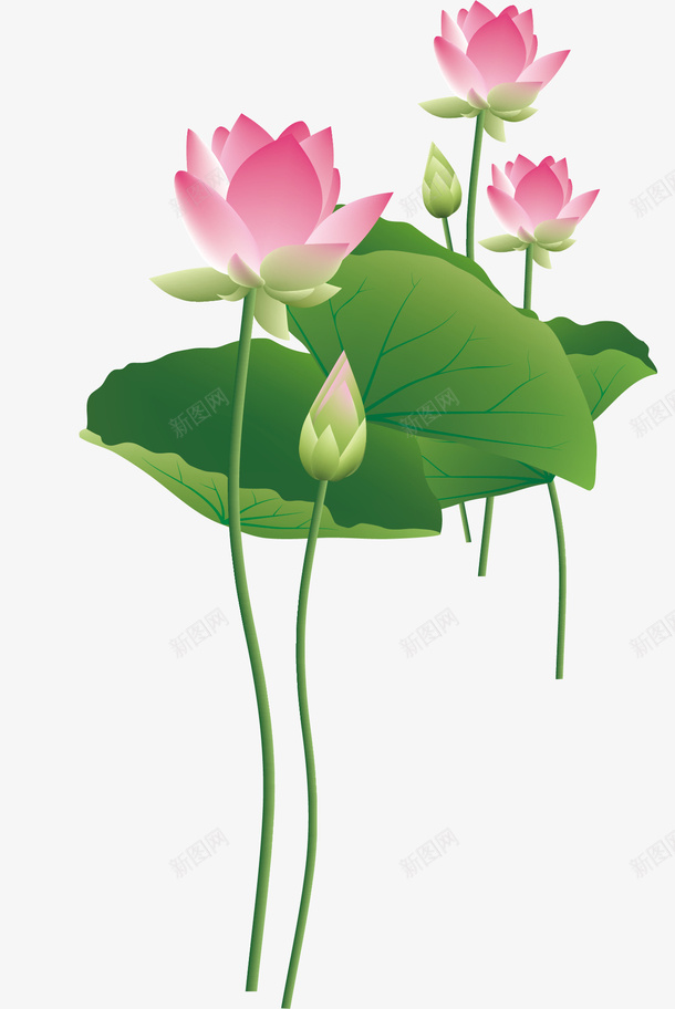 美丽的荷花荷叶png免抠素材_新图网 https://ixintu.com 竹子荷花荷叶满池塘 美丽 荷叶 荷花